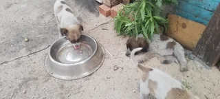 Attention Jack Russells pups