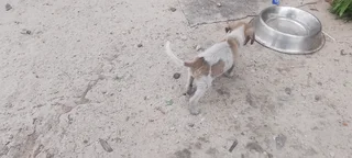 Attention Jack Russells pups