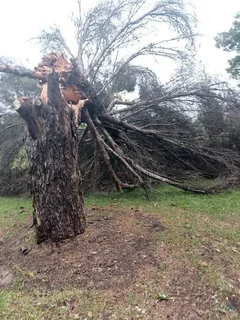 Tree felling and rubble removal