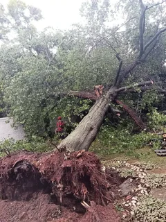 Tree felling and rubble removal