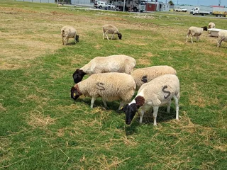 Sheep and goats for sale