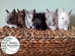 Netherland Dwarf &amp; Jersey Woolies for sale - Purebred
