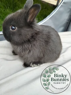 Netherland Dwarf &amp; Jersey Woolies for sale - Purebred