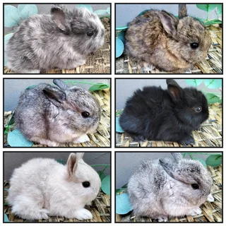 Netherland Dwarf &amp; Jersey Woolies for sale - Purebred