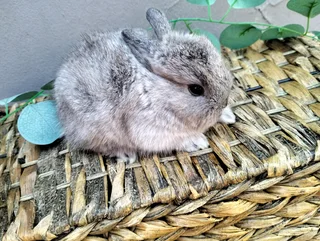 Netherland Dwarf &amp; Jersey Woolies for sale - Purebred