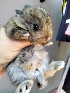 Netherland Dwarf &amp; Jersey Woolies for sale - Purebred