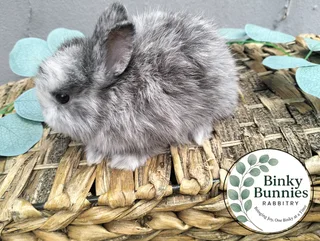 Netherland Dwarf &amp; Jersey Woolies for sale - Purebred