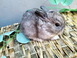 Netherland Dwarf &amp; Jersey Woolies for sale - Purebred