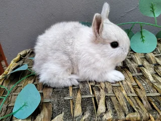 Netherland Dwarf &amp; Jersey Woolies for sale - Purebred