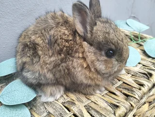 Netherland Dwarf &amp; Jersey Woolies for sale - Purebred