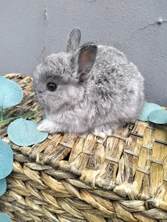 Netherland Dwarf &amp; Jersey Woolies for sale - Purebred