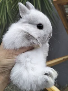 Netherland Dwarf &amp; Jersey Woolies for sale - Purebred