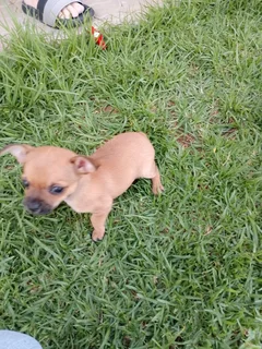 Chichuahua male puppy
