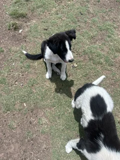 Border collie puppies