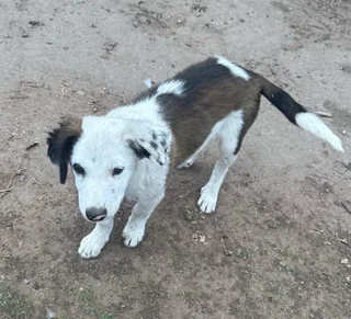 Border collie puppies