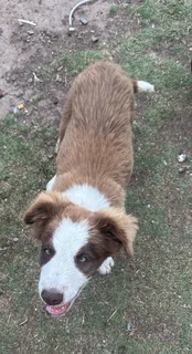 Border collie puppies