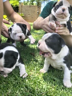 Boston terrier pups