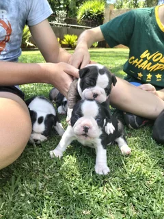 Boston terrier pups