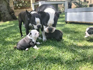 Boston terrier pups