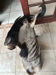 wildebeest trophy for sale