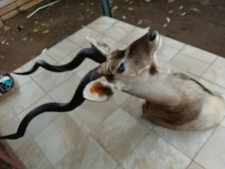 Greater Kudu taxidermy shoulder mount trophy