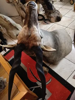 Big Eland taxidermy shoulder mount trophy