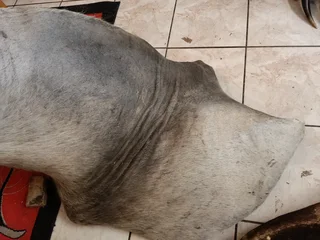 Big Eland taxidermy shoulder mount trophy