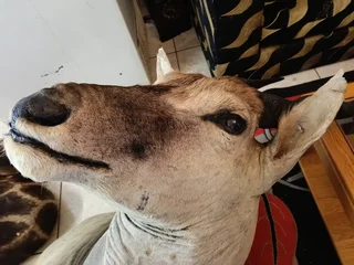 Big Eland taxidermy shoulder mount trophy