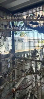 Finches many to choose from. All birds 2025 outside aviary bred.