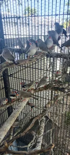 Finches many to choose from. All birds 2025 outside aviary bred.