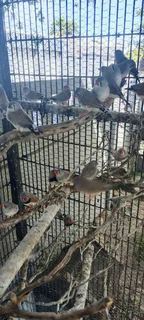 Finches many to choose from. All birds 2025 outside aviary bred.