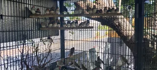 Finches many to choose from. All birds 2025 outside aviary bred.