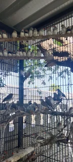 Finches many to choose from. All birds 2025 outside aviary bred.