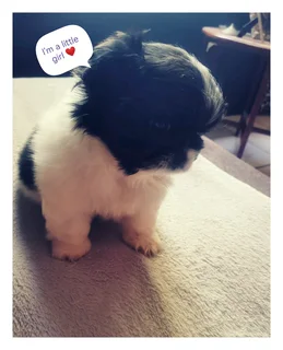 Pekingese puppies R2000