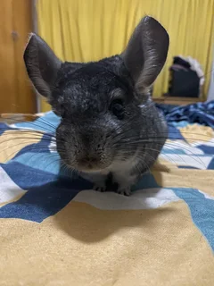 2 Chinchillas for sale