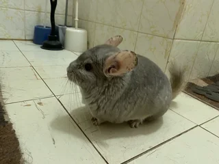 2 Chinchillas for sale
