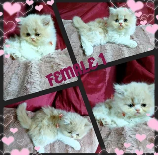 Persian - Ad posted by heidi delport