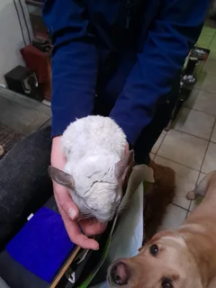 Chinchillas - Ad posted by J-P