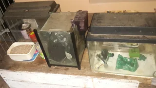 Three (3) fish tanks and all associated fish care items all being sold as one job lot just want it g
