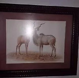 Four Beautiful Hardwood framed pictures of different types of bok