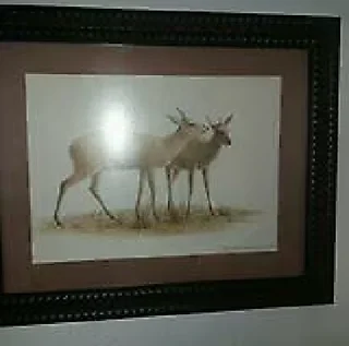 Four Beautiful Hardwood framed pictures of different types of bok
