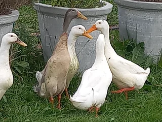 Fertile  Brahma chicken eggs and Pekin duck, Runner Duck eggs for sale.