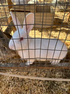 NEW ZEALAND WHITE RABBITS FOR SALE R300