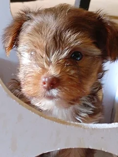 Yorkie puppies for sale