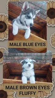 Pure bred siberian husky puppies