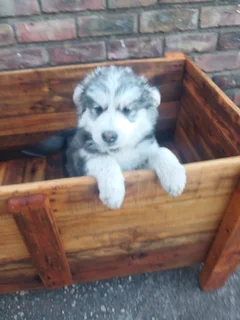 Pure bred siberian husky puppies