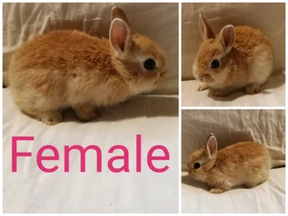 Pet Bunnies for adoption