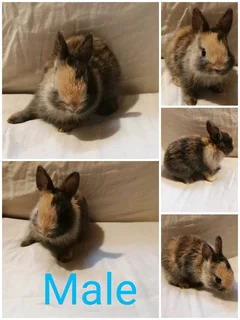 Pet Bunnies for adoption