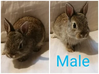 Pet Bunnies for adoption