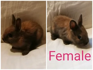 Pet Bunnies for adoption